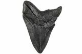 Serrated, 4.24" Fossil Megalodon Tooth - South Carolina - #201507-1